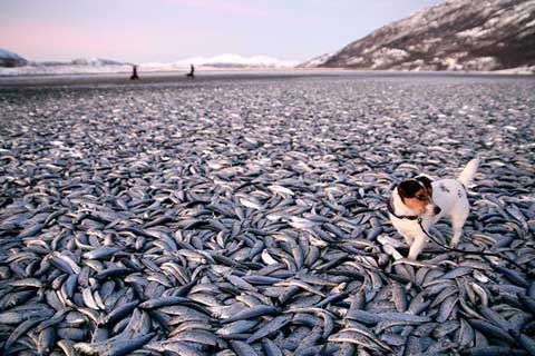 Tại Nordreisa, Na-uy, một chú chó bước trên xác cá chết hàng loạt bên bờ biển Kvennes vào ngày 3/1. (Ảnh: Reuters)