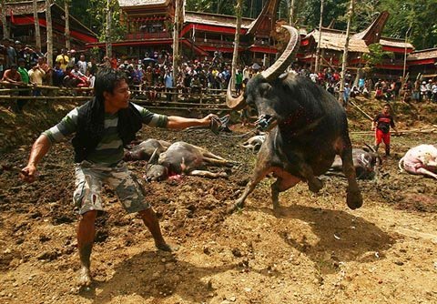 Một người đàn ông ở Tana Toraja, tỉnh Sulawesi, Indonesia, dùng dao rựa để giết một con trâu trong thời gian diễn ra lễ hội Rambu Solo. (Ảnh: Reuters)