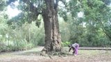 Huyền thoại cây thiêng biết tránh bom đạn
