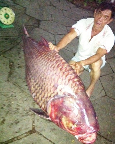 Bắt được cá hô nặng 130kg