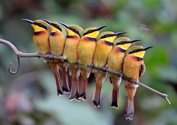 ẢNH] Thế giới những loài chim tuyệt đẹp tô điểm thiên nhiên