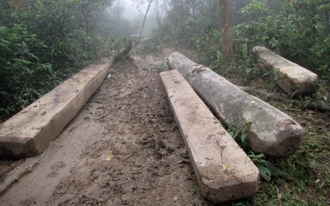Vụ phá rừng tàn khốc: Khởi tố thêm 3 đối tượng