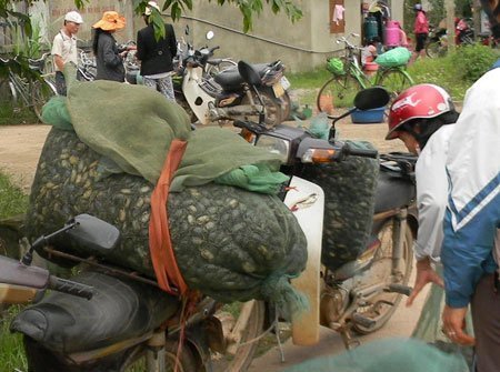 http://imgs.vietnamnet.vn/Images/2012/11/23/09/20121123091606_cua.jpg