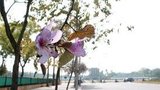 Hoài niệm mùa ve