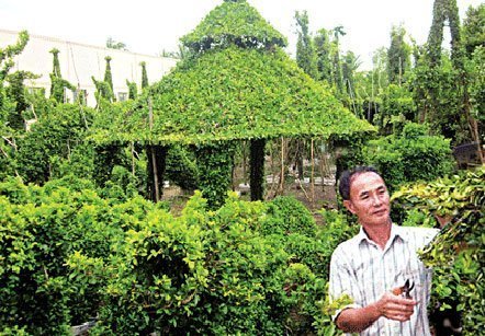 Lão nông sang Singapore trồng kiểng