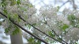 Thổn thức tháng ba