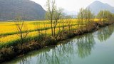 Hoa cải triền sông