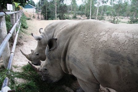 Xem tê giác châu Phi nhởn nhơ ở Nghệ An