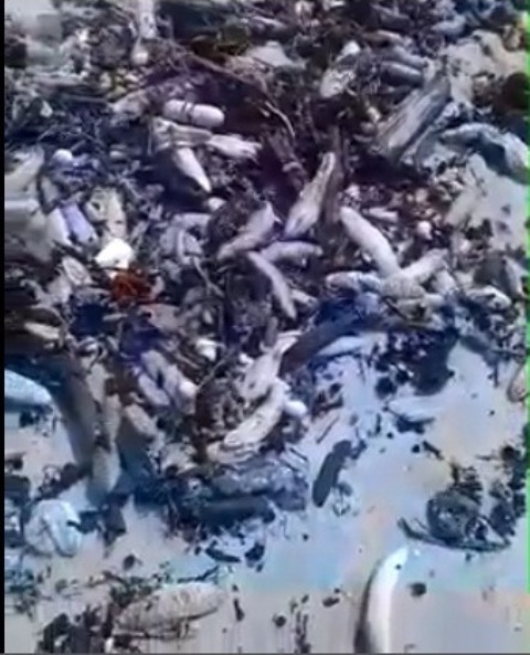 Thần dược hải sâm dồn đống trên bờ biển Phú Quốc