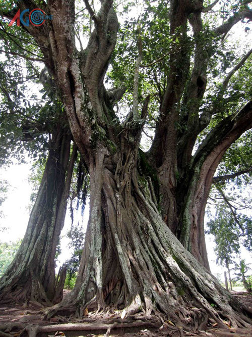 Cận cảnh 5 cây cổ thụ khủng ở An Giang
