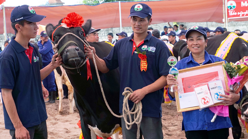 5 cử nhân treo bằng chung nhau chăn một trại bò