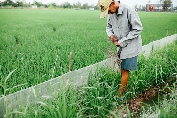 quy trình, chuột, làng chuột, Miền Tây, nhậu