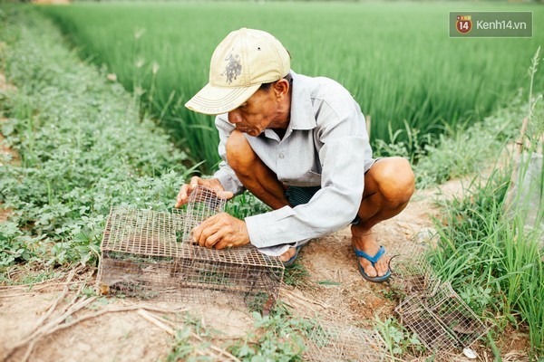 quy trình, chuột, làng chuột, Miền Tây, nhậu