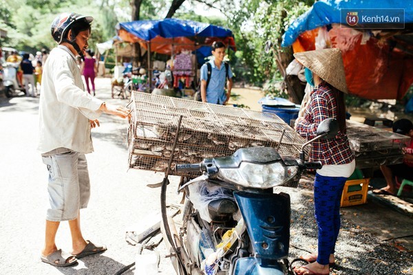 quy trình, chuột, làng chuột, Miền Tây, nhậu