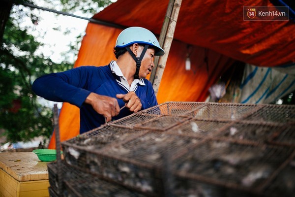 quy trình, chuột, làng chuột, Miền Tây, nhậu