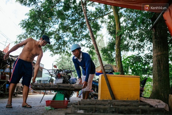 quy trình, chuột, làng chuột, Miền Tây, nhậu