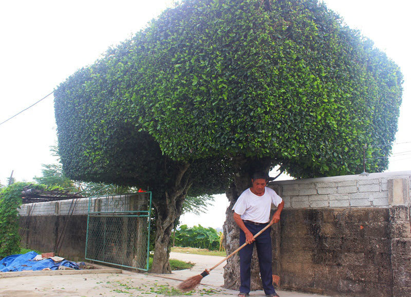 Hà Tĩnh, hàng rào, trăm tuổi, tạo dáng