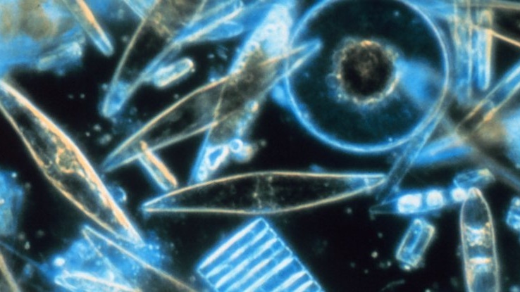 Dùng tảo biến đổi gen làm thuốc chữa ung thư