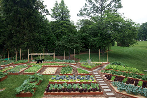 đệ nhất phu nhân Mỹ, vườn rau Nhà Trắng, Michelle Obama, vợ Tổng thống Mỹ Obama, ăn uống lành mạnh, vườn rau sạch, ăn uống lành mạnh