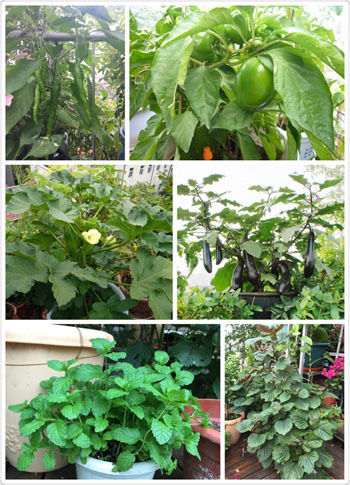 khu vườn rau và hoa, trồng rau sạch trên sân thượng, vườn hoa ban công, nhà đẹp