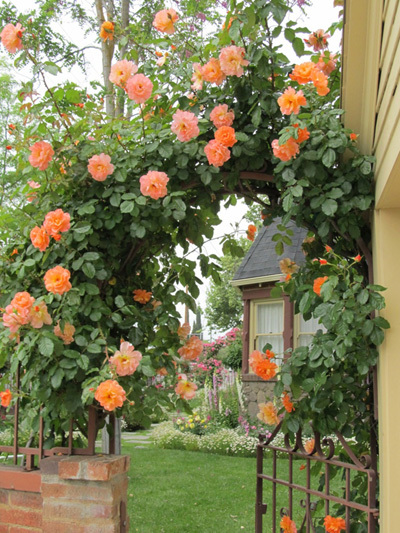 hoa hồng leo, không gian sống, ngôi nhà cổ tích, cổng hoa