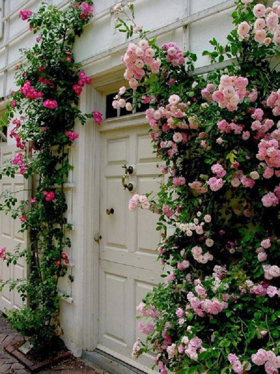 hoa hồng leo, không gian sống, ngôi nhà cổ tích, cổng hoa