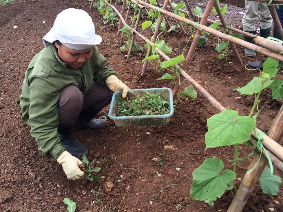 Đắt đỏ rau hữu cơ: Ba năm ủ đất, bắt sâu bằng tay