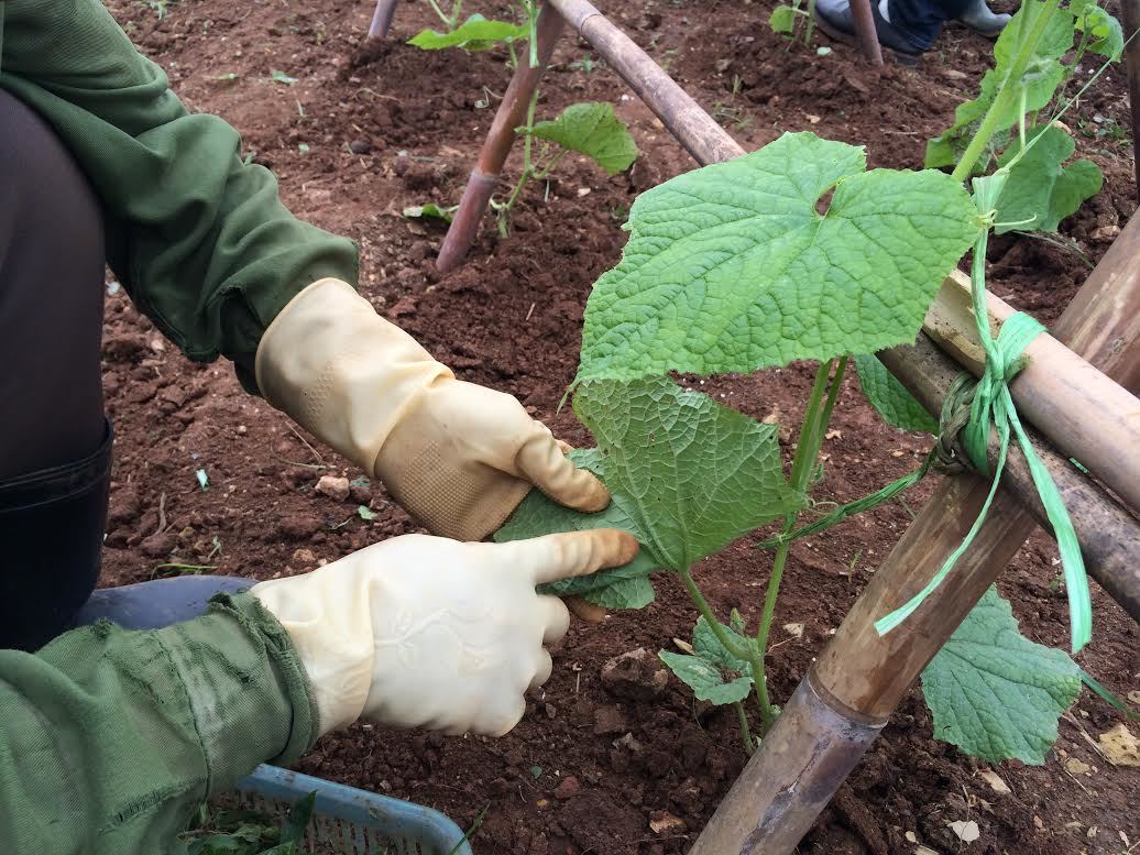 Đắt đỏ rau hữu cơ: Ba năm ủ đất, bắt sâu bằng tay