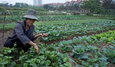 Những nông dân thứ thiệt lên Hà Thành trồng rau sạch