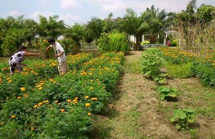 Đại gia Sài Gòn dạt về vùng ven săn đất làm nhà vườn
