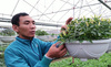 250.000 đồng/hạt giống cây cảnh lạ