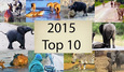 10 clip thế giới hoang dã HOT nhất 2015