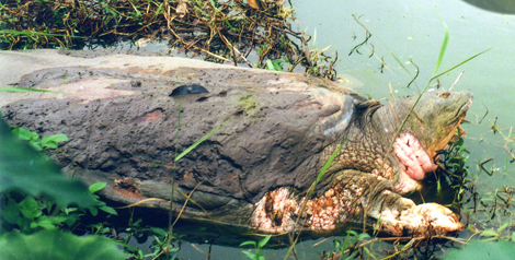 Chuyện chưa kể về những 'cụ rùa' Hồ Gươm khổng lồ bị xẻ thịt