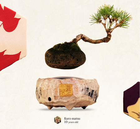 cây cảnh, bonsai, nhà thiết kế Nhật Bản, chậu bonsai biêt bay