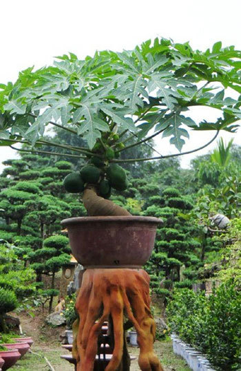 đu đủ bonsai, cây cảnh tết, cây trưng trong nhà dịp tết