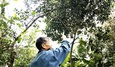 Làng chè bảo bối trăm tuổi độc nhất Thủ đô