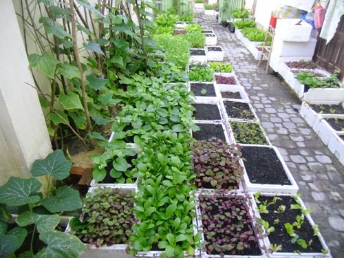 mẹo trồng rau trong thùng xốp, trồng rau tại nhà, vườn rau ban công