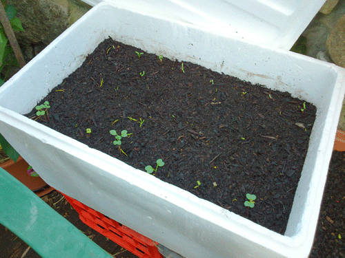 Tất tần tật các mẹo trồng rau trong thùng xốp để có vườn rau xanh mơn mởn