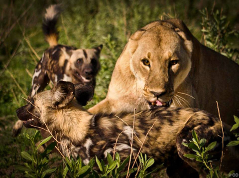 Chó hoang tử chiến với sư tử để bảo vệ đàn