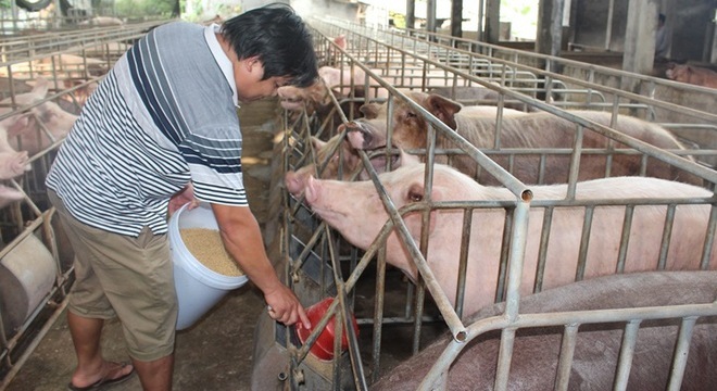 chất tạo nạc thịt lợn, chất cấm, chất cấm salbutamol, chăn nuôi, chăn nuôi lợn