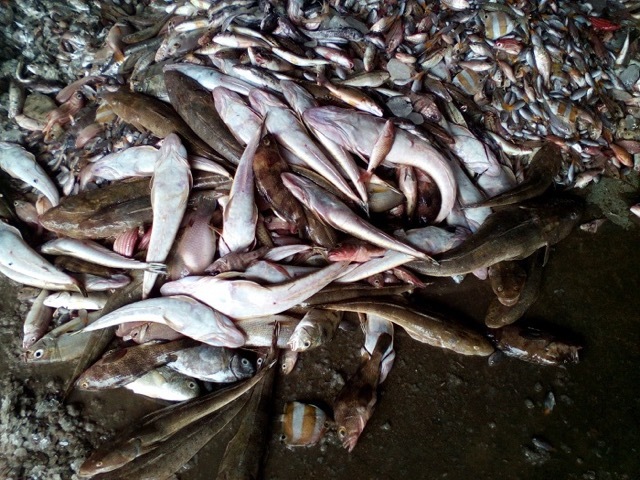 cá chết trắng biển, miền Trung, nước nhiễm độc, Vũng Áng, cá chết bất thường