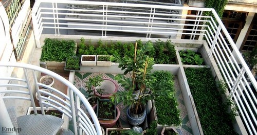 Thú vui trồng rau sạch trên sân thượng 25m2 của 'lão nông phố'