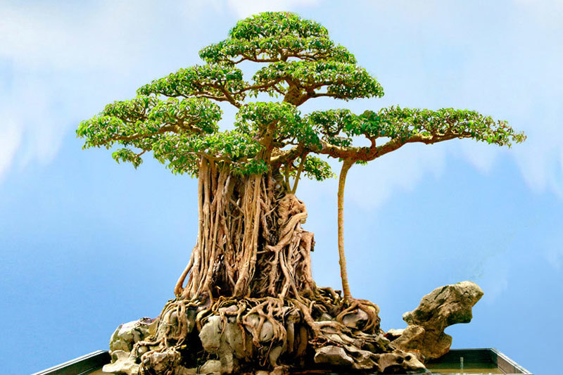 Image result for anh bonsai con ga