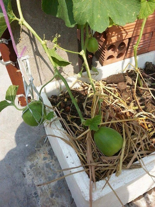 Vợ chồng trẻ trồng 200 thùng rau, nuôi chim bồ câu trên sân thượng