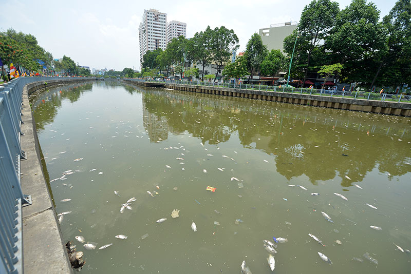 cá chết, nhiêu lộc thị nghè, ô nhiễm, rác thải