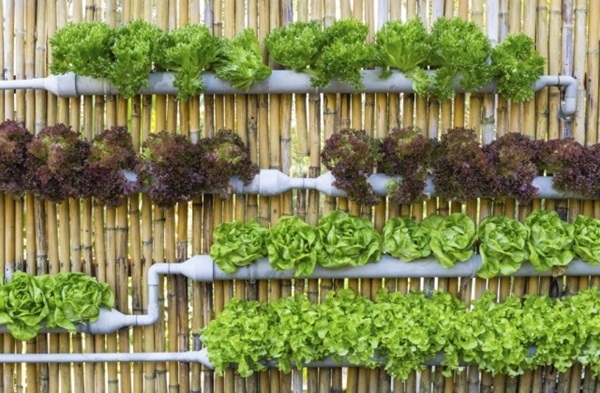 15 mẫu thiết kế trồng cây trong ống nhựa pvc vừa đẹp vừa tiết kiệm không gian