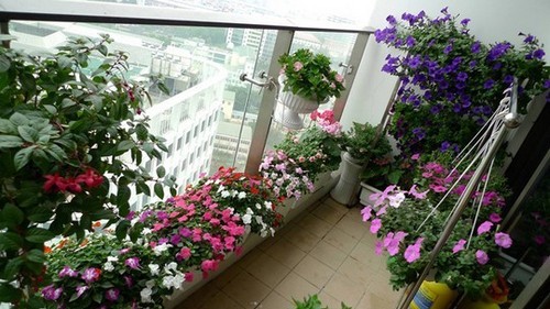 Những căn hộ chung cư đẹp hút hồn nhờ ban công hoa