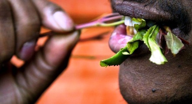 Lá Khat, Chát kích thích độc gấp 500 lần ma túy, Chất gây nghiện