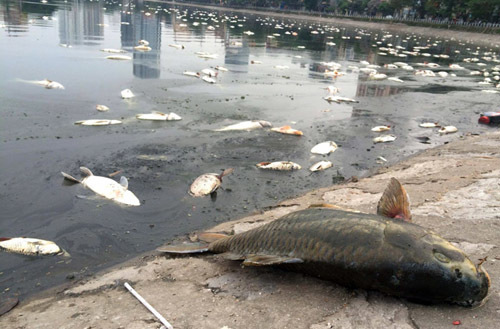 cá chết ở hồ Hoàng Cầu, cá chết hàng loạt, nguyên nhân cá chết hàng loạt