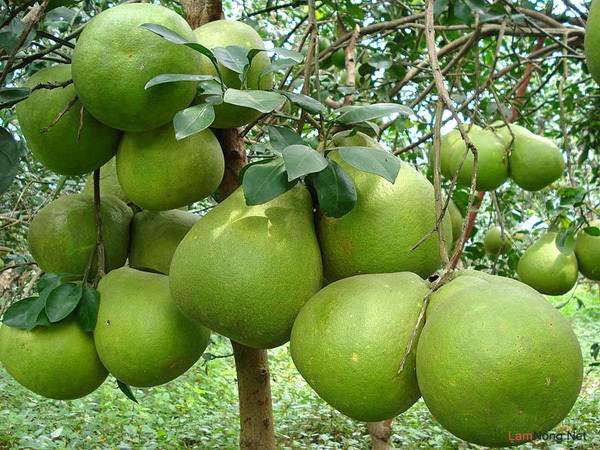 7 thiên đường trái cây cực hấp dẫn có thể đi về trong ngày từ Sài Gòn